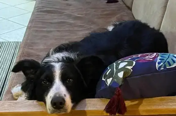 Chien perdu Nouvelle-Aquitaine, photo : Border collie noir perdu à Préchac