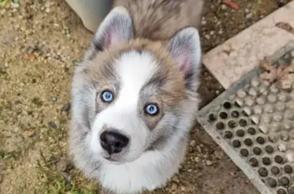 Chiot mâle gris trouvé à Busset - photo