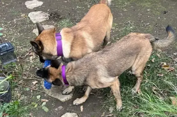 Chien trouvé , photo: Deux malinois trouvés à Saint-Guilhem-le-Désert