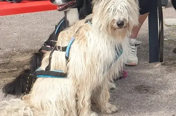Chien perdu Audincourt, photo : Berger Belge Laekenois perdue à Audincourt