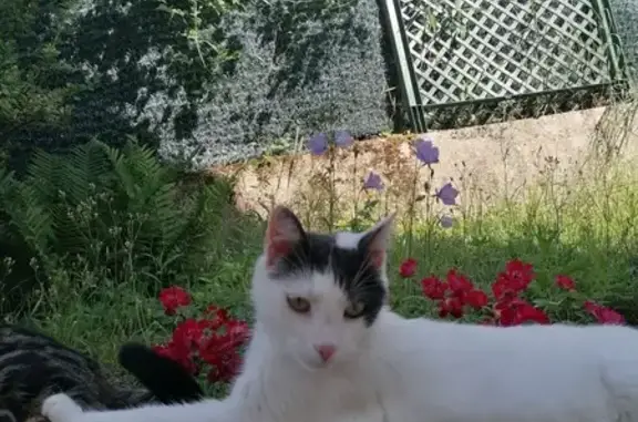 Chat peureux 3 ans perdu à Verneuil - photo