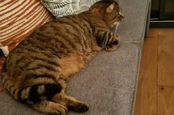 Chat trouvé Gouesnou, photo: Chat trouvé à Gouesnou, allée de Kerinaouen