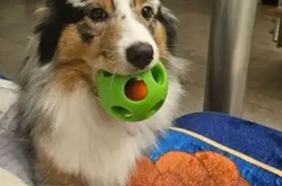 Chien perdu Roche-la-Molière, photo : Berger australien perdu, bleu merle, peureuse