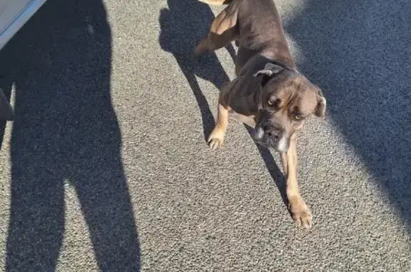 Animaux trouvés Piolenc, photo: Cane Corso mâle trouvé à Piolenc