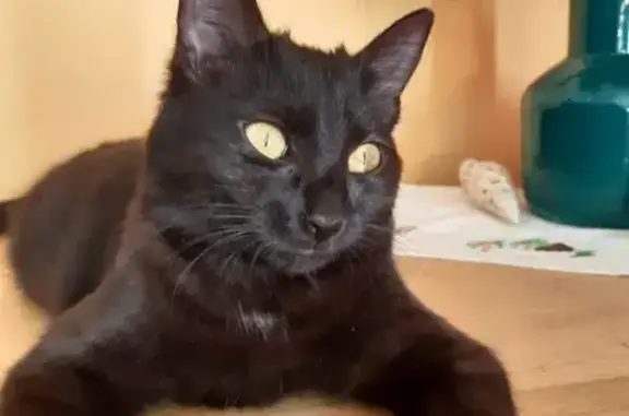 Chat perdu, Ivry-sur-Seine, photo: Chatte noire disparue à Ivry-sur-Seine