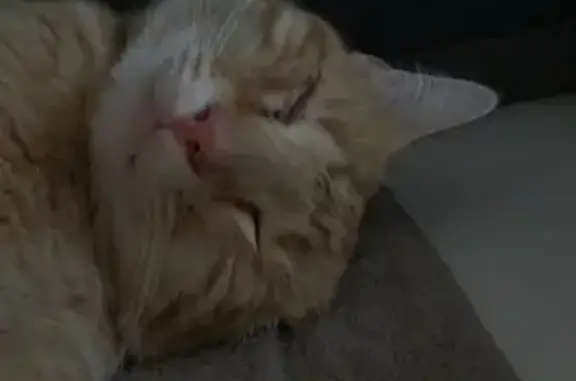 Chat perdu, Perpignan, photo: Chat borgne perdu, Taz, Allée Aimé Giral