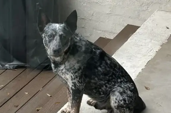 Found Smart Blue Heeler on Spencer Lake