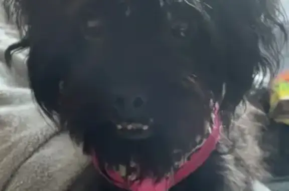 Lost Black Shipoo, Friendly, Overbite