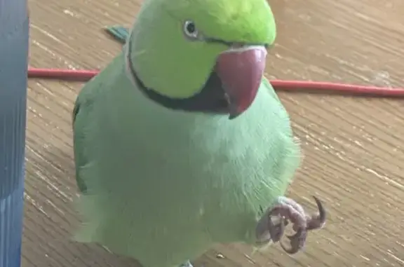 Lost Parakeet: Green with Oran...