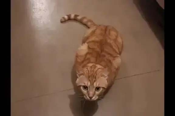 Chat roux tigré perdu à Castres - photo