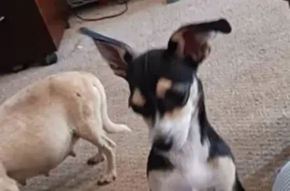 Lost Chihuahua in Mākaha: Help Find Her!