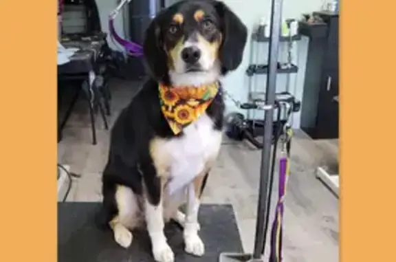 Lost: Friendly Beagle Mix on Leicester St