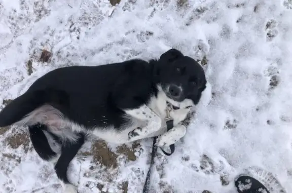 Missing: Gentle Border Collie Lab Mix