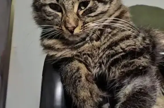 Lost Tabby: Fluffy Tail & Unique Paw