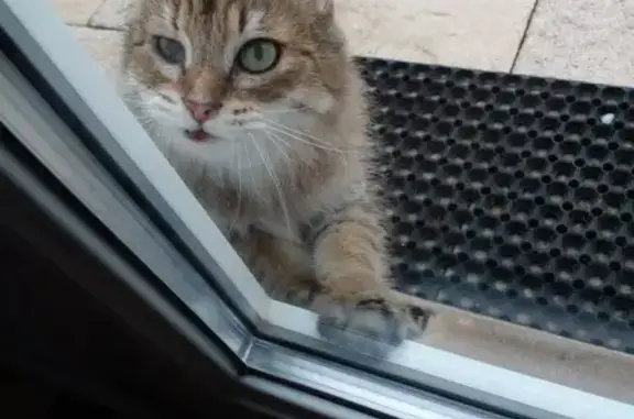 Chat trouvé poil long, œil droit fermé - photo