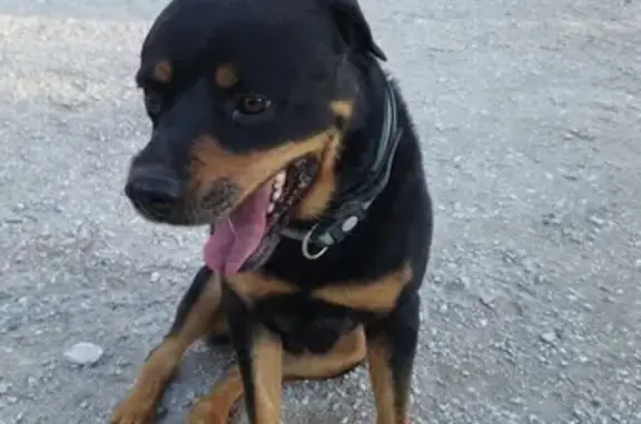 Chienne rottweiler trouvée à Aubagne - photo