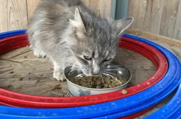 Animaux trouvés , photo: Chat gris trouvé, amaigri et sociable