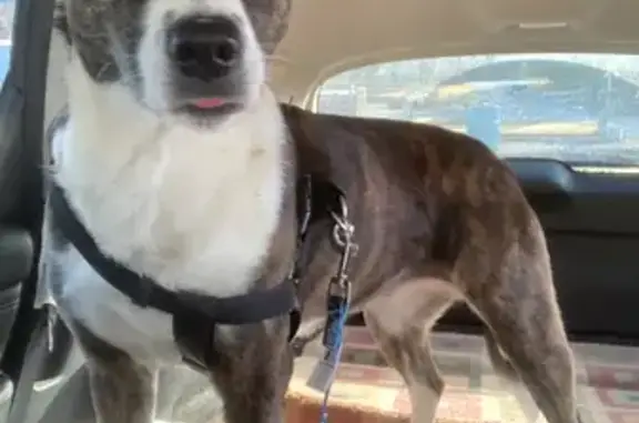 Friendly Brindle Dog Found on Rocky Ridge