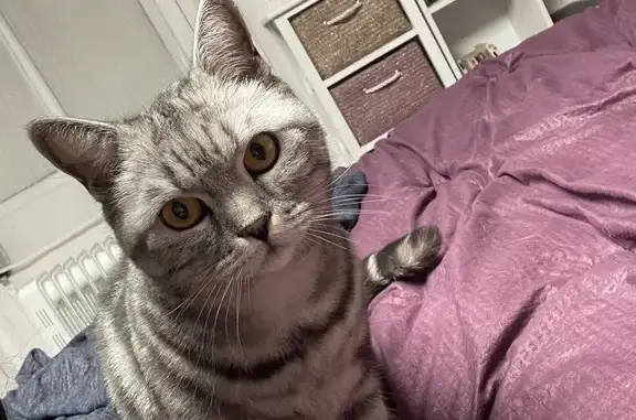 Chat gris tigré perdu à Binic-Étables - photo