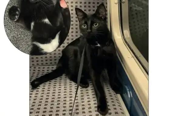 Chat noir 6 mois perdu à Brenouille - photo