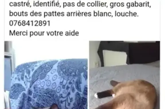 Animaux perdus Châtillon-Coligny, photo: Chat perdu à Châtillon-Coligny