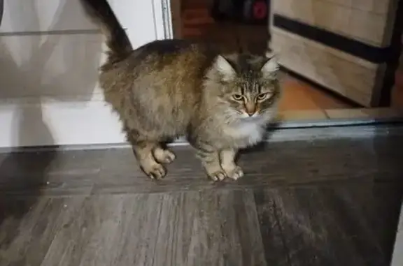 Animaux trouvés , photo: Chatte tigrée trouvée, attend des petits ?