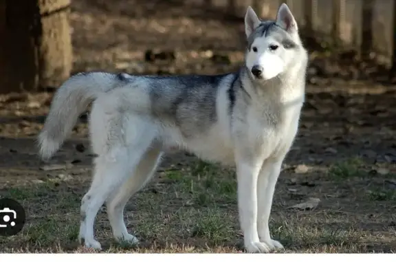 Chien trouvé Chancelade, photo: Husky trouvé Rue du 19 Mars, Chancelade