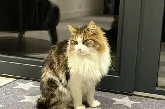 Chat mâle castré trouvé à Trets, tatoué. - photo