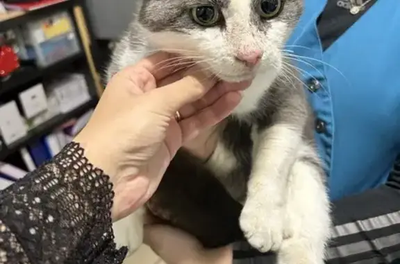 Chat gris et blanc trouvé à St Pierre - photo