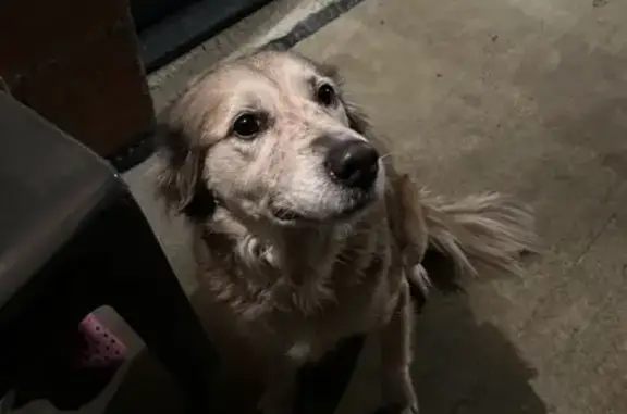 Chien trouvé , photo: Chienne trouvée entre Le Grès et Cadours