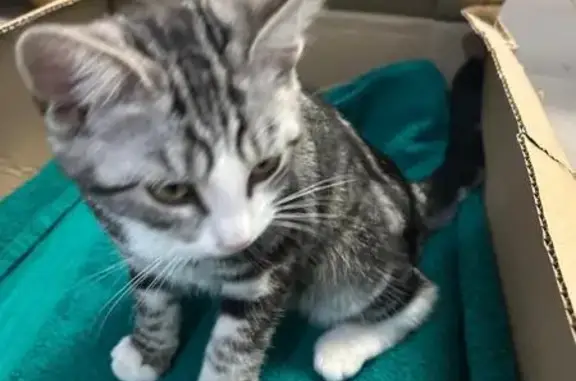 Chaton trouvé sans puce à Toulouse - photo