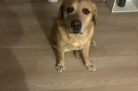 Labrador trouvé sans collier à Orléans - photo