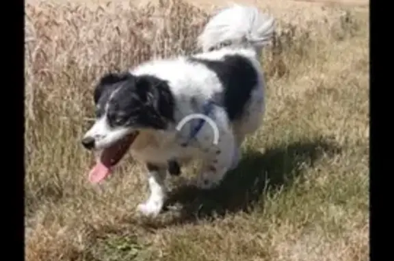Chien perdu , photo : Chien aperçu près du rond-point Willerval