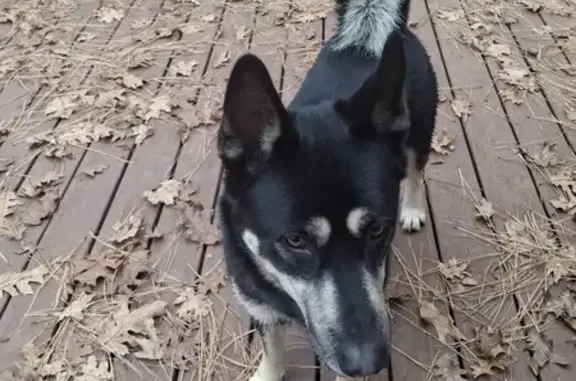 Injured Black Husky Mix Found in Grass Valley