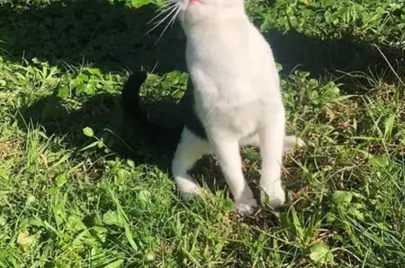 Chat perdu, Anglet, photo: Chat perdu : jeune mâle noir et blanc