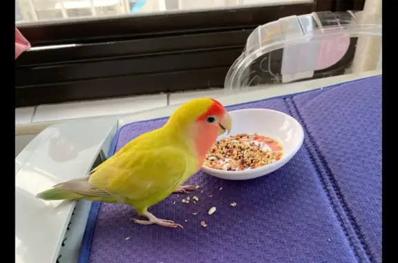 Lost Lovebird: Please Help Find Her!