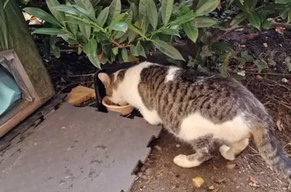 Chat trouvé rue Jacques Millet, Le Mans - photo