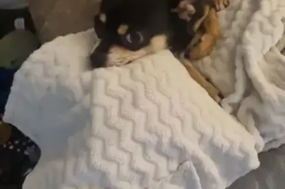 Chihuahua noir disparu à Tourcoing - photo