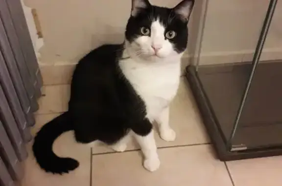 Chat perdu, Maizières-la-Grande-Paroisse, photo: Chat noir et blanc disparu ce matin
