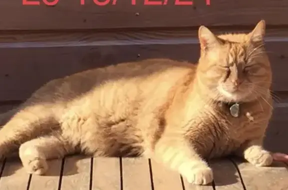 Chat perdu, Le Mans, photo: Chat roux Cradouille perdu au Mans
