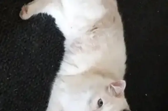Chat perdu, Cazères-sur-l'Adour, photo: Chatte disparue : Câline, 2 ans, Cazères