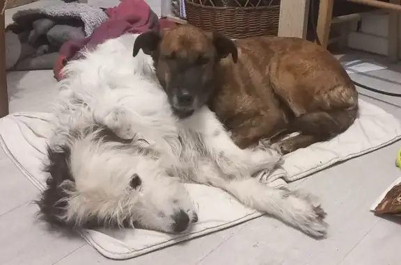 Chiens disparus à Saint-Marcellin - photo