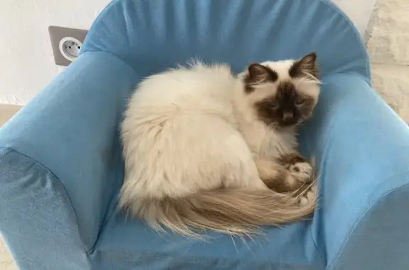 Animaux perdus , photo: Chatte sacrée de Birmanie perdue à Vitrolles