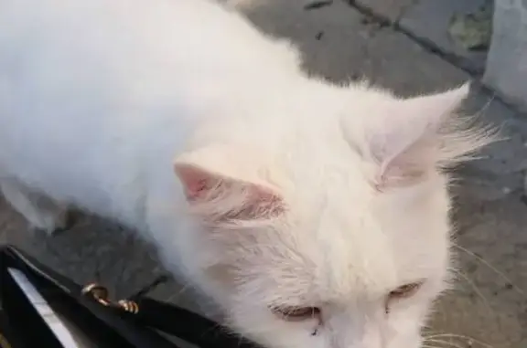 Chat trouvé Matha, photo: Chat blanc trouvé à Matha, non identifié