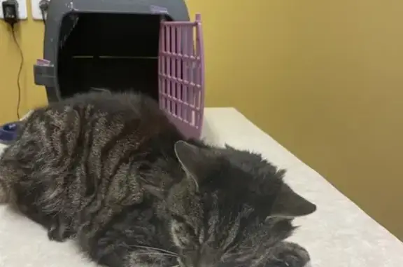 Chat gris tigré trouvé à Tinténiac - photo
