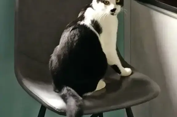 Chat perdu, Molsheim, photo: Chat noir et blanc disparu à Molsheim