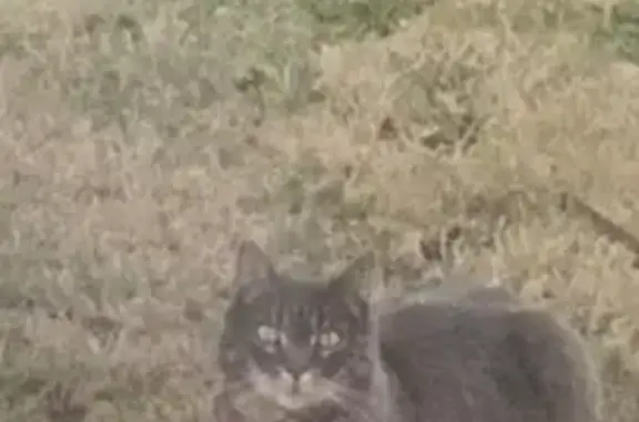 Chat gris disparu à Octeville - photo