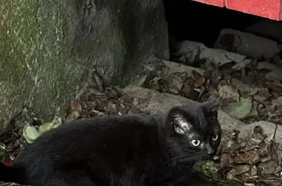 Chaton noir craintif trouvé à Moulins - photo