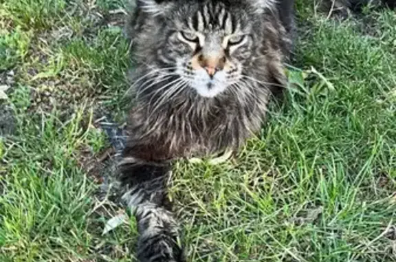 Chat perdu, Saint-Palais-sur-Mer, photo: Maine Coon tigre perdu, oreille cassée