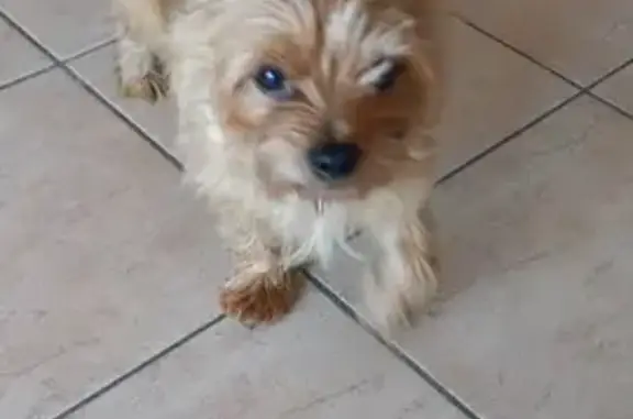 Chien croisé York trouvé à Carpentras - photo